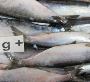 Atlantic Herring