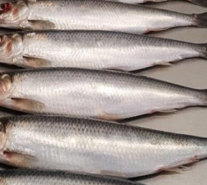 Atlantic Herring