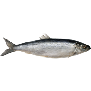 Atlantic herring (Clupea harengus)