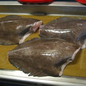 Greenland Halibut