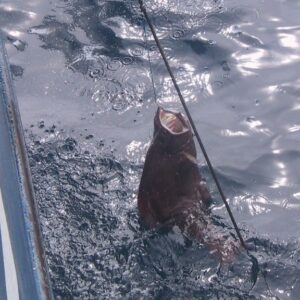 Greenland Halibut