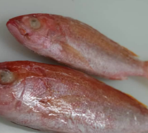 Best Frozen Red Snapper For Sale