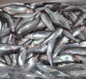 Frozen capelin for sale