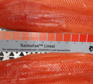 Fresh Frozen Wild Alaskan Silver Coho Salmon