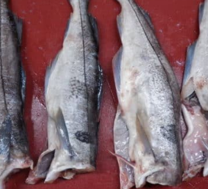 Frozen Haddock Fillets 8/10 Skin On