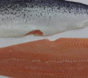 Atlantic Salmon