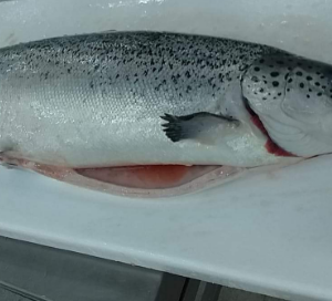 Atlantic Salmon