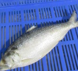 Hilsa