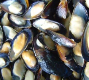 Frozen Mussels – Greyareia Seafood