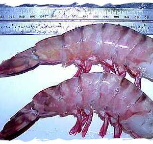 Wild Caught Colossal Shrimp