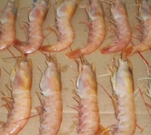 Frozen Argentine Red Shrimp