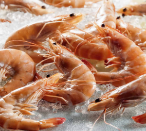 Argentine Red Shrimp