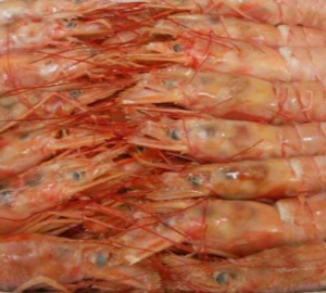 Argentine Red Shrimp