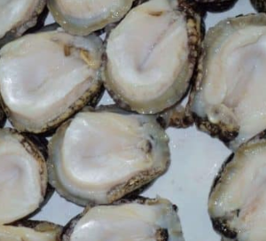 chilean abalone locos suppliers