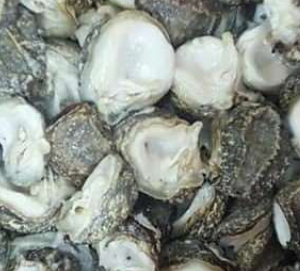 chilean abalone locos suppliers