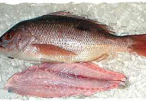 American Red Snapper