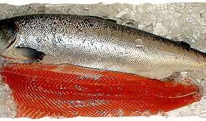 Ivory King Salmon