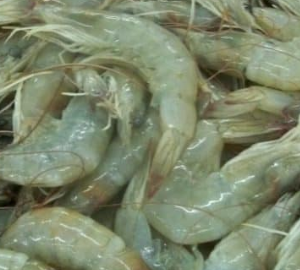 Frozen Vannamei Shrimp – Greyareia Seafood