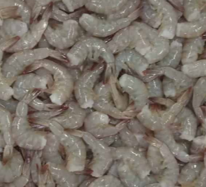 Frozen Vannamei Shrimp – Greyareia Seafood