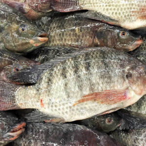 Frozen Tilapia Skinless & Boneless Fillets